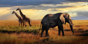 kilimanjaro magic adventures (16)
