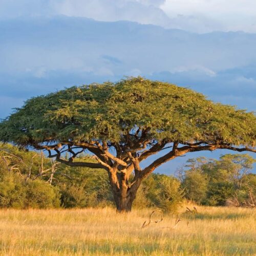 Acacia Trees