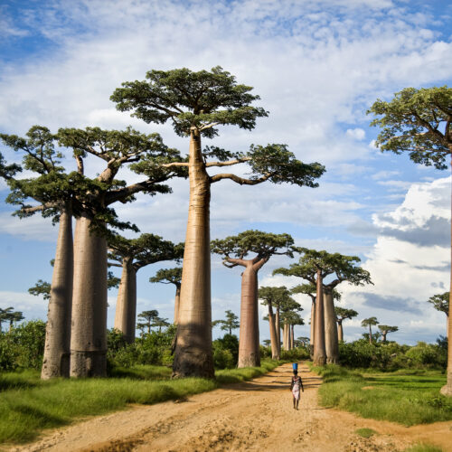 Baobab trees