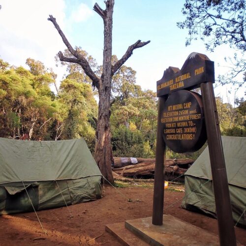 Big Tree Camp