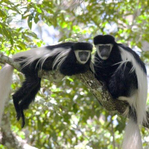 Colobus Monkeys