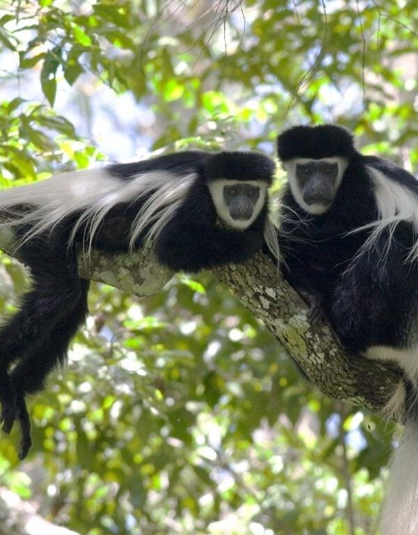 Colobus Monkeys