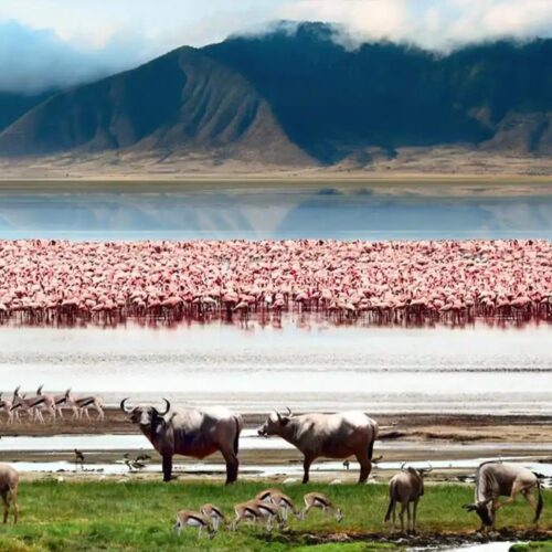 Lake Manyara Ngorongoro