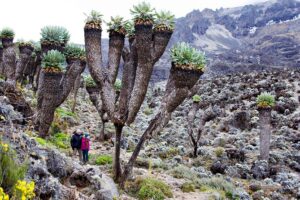 Machame Route