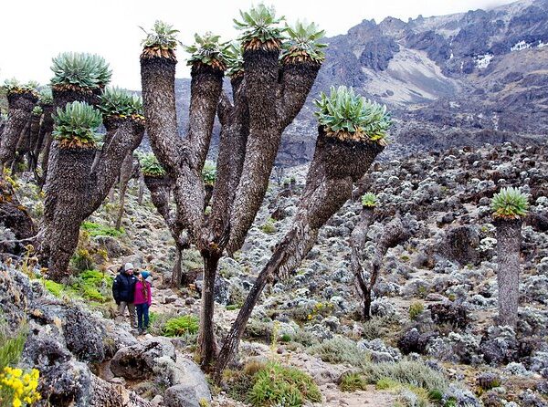 Machame Route