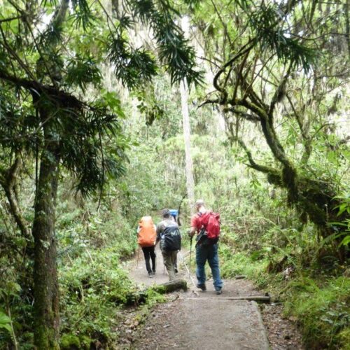 Mweka Rainforest
