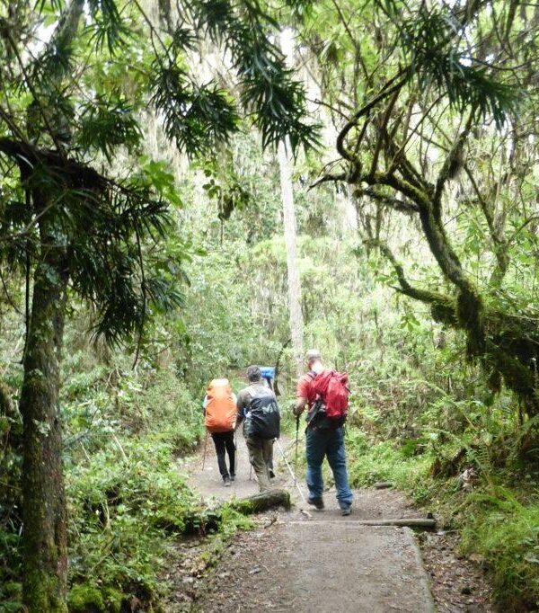 Mweka Rainforest