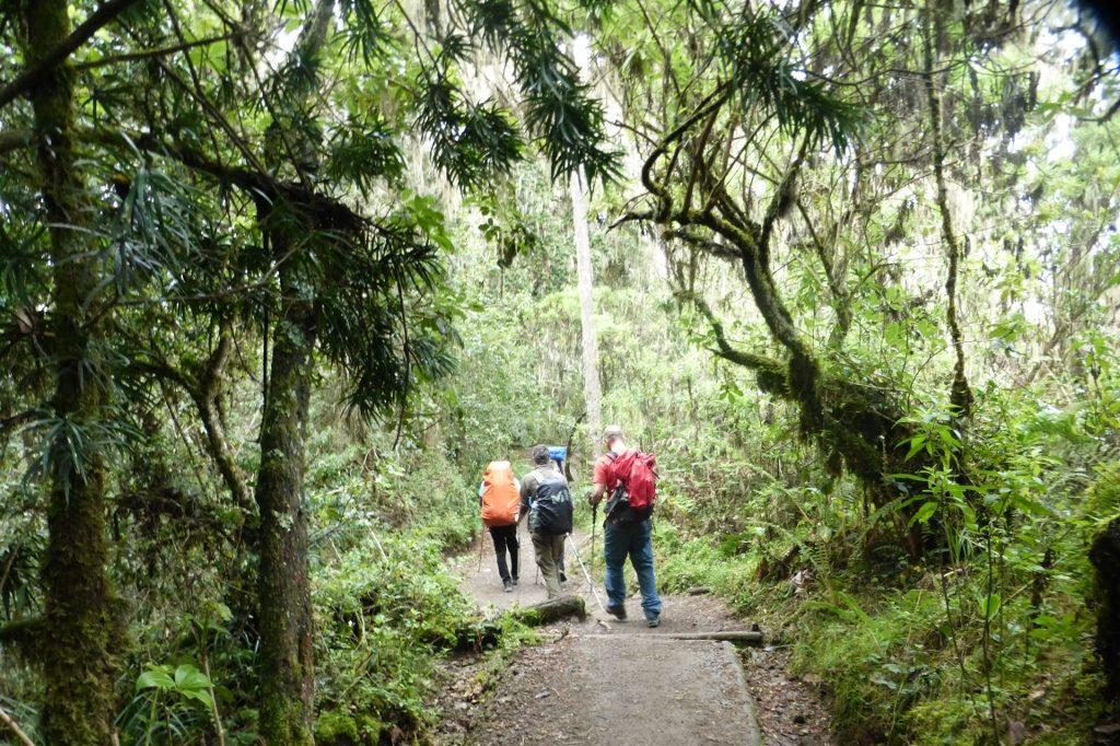 Mweka Rainforest