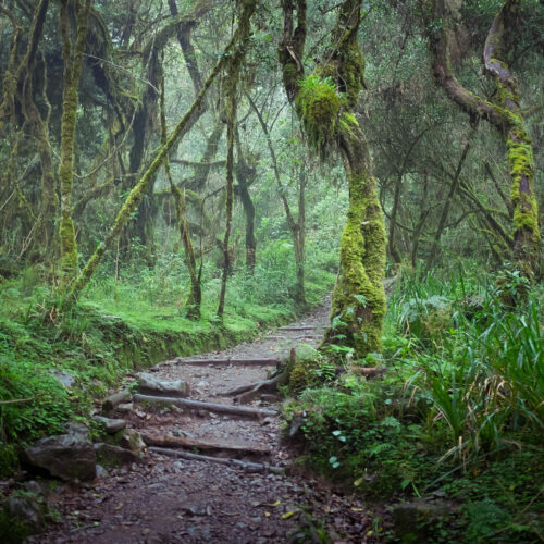 Rainforest Trail Kilimanjaro