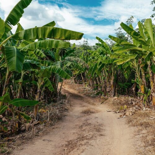 Coffee and Banana Plantations