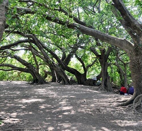 Fig trees and turquoise water at Kikuletwa