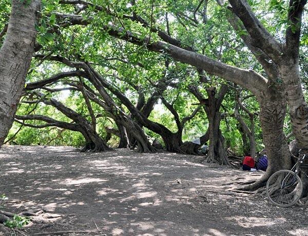 Fig trees and turquoise water at Kikuletwa