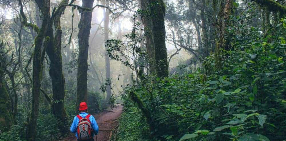 Mount Kilimanjaro rainforest descent