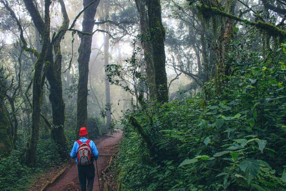 Mount Kilimanjaro rainforest descent