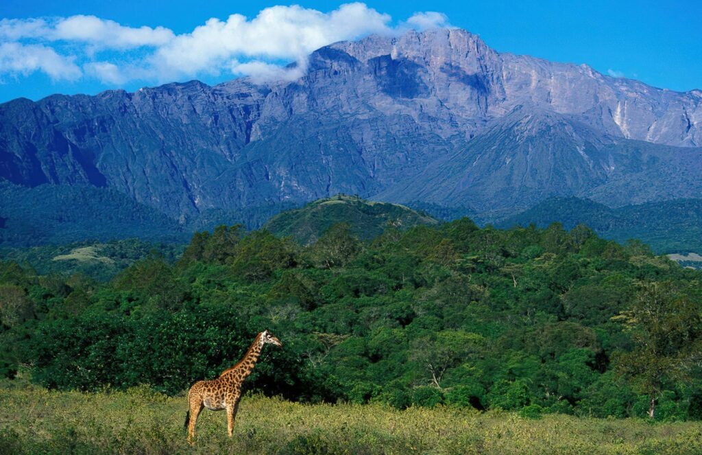 Mount Meru Montane Forest