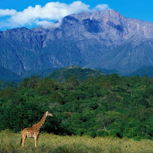 Mount Meru Montane Forest