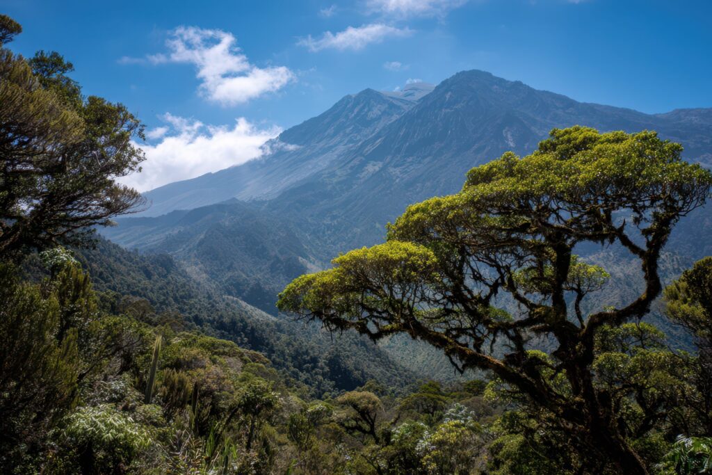 Mount Meru Rainforest