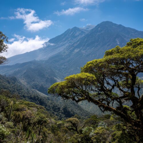 Mount Meru Rainforest