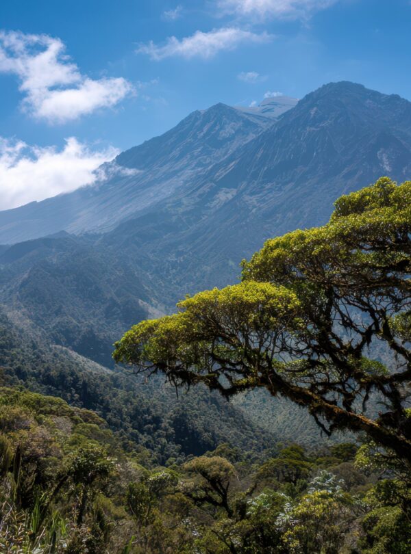 Mount Meru Rainforest