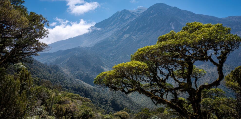 Mount Meru Rainforest