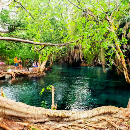Rau Forest Freshwater Springs