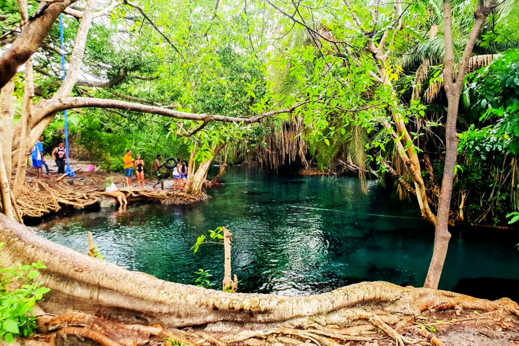 Rau Forest Freshwater Springs