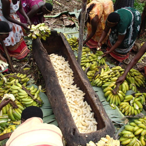 Traditional Banana Beer Preparation